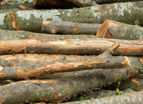 Selecting the Right Tree: Safety and Stability